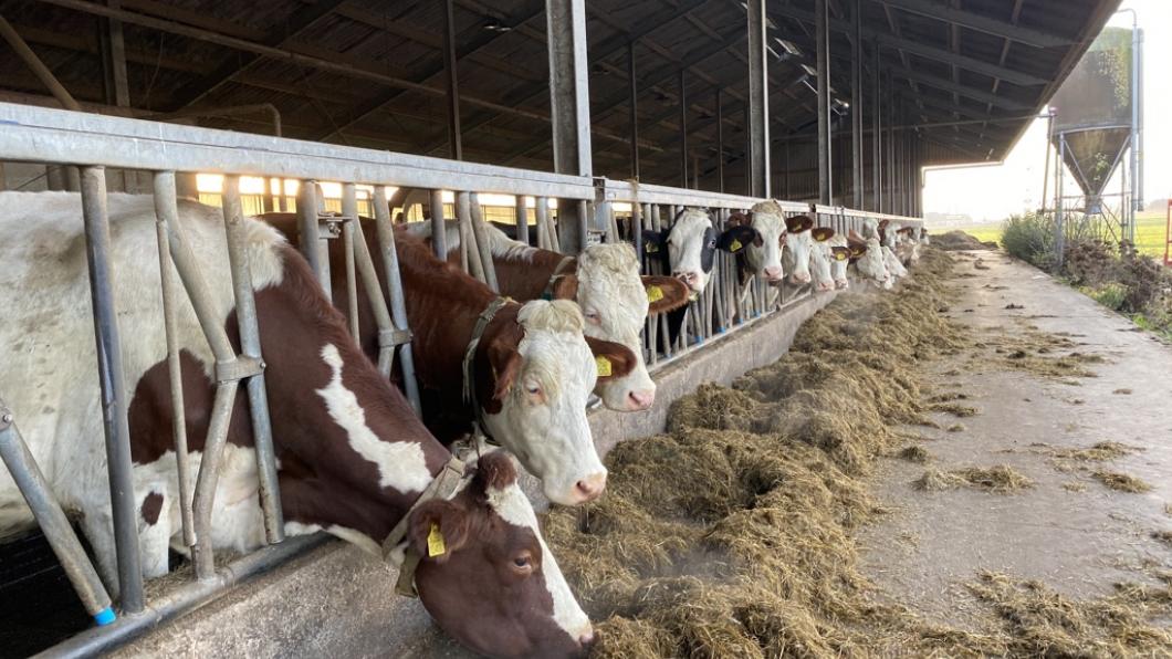 Boerderij nabij Botshol