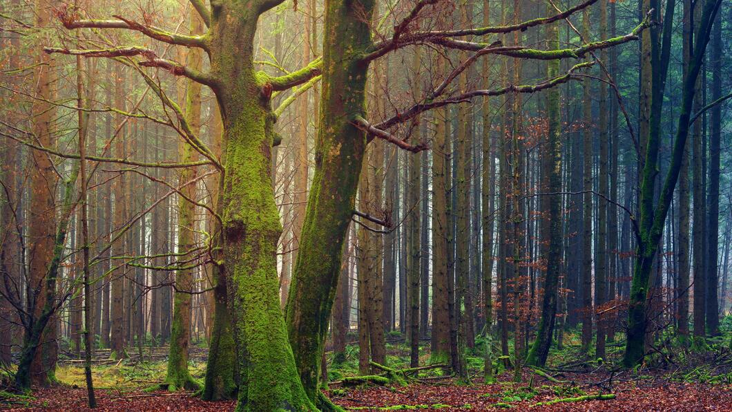 bomen bos