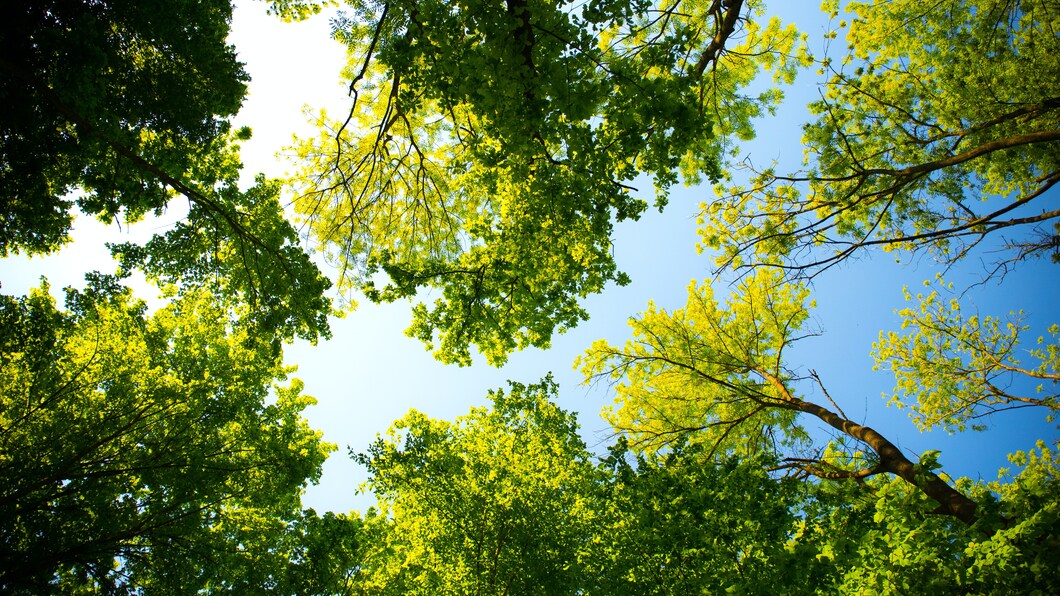 bomen