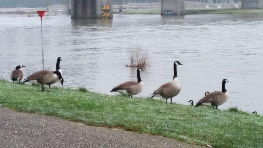 Ganzen bij IJssel