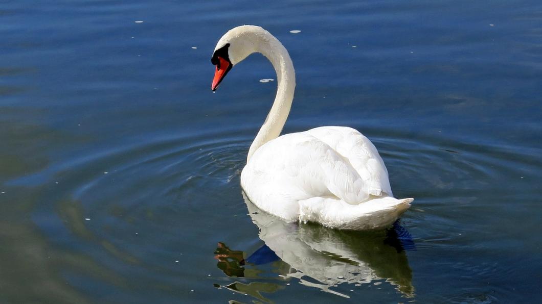 swan-335911_1280.jpg