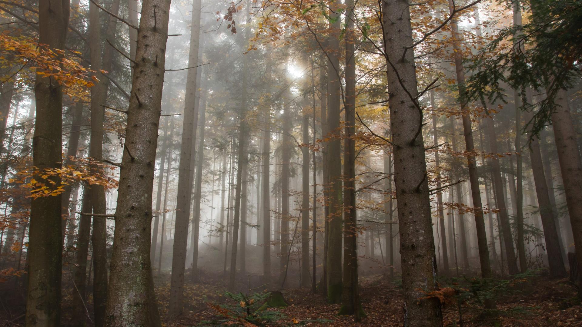 bomen natuur